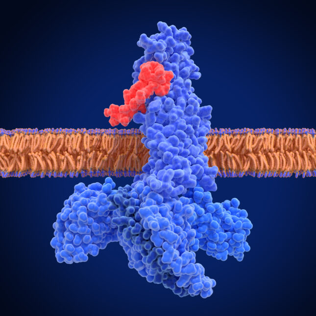 An agonist, semaglutide, and G-proteins activates a GLP-1 receptor — first opinion coverage from STAT